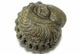 Wide, Bumpy Enrolled Morocops Trilobite - Morocco #310758-2